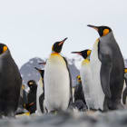 Why do penguins have wings if they can’t fly?