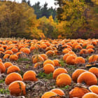 Why are pumpkins so popular every fall?