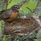 Why do birds lay eggs in the spring?
