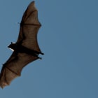 Do bats really drink blood?