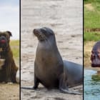 Can animals get a sunburn?