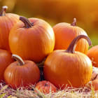 Why are pumpkins orange?