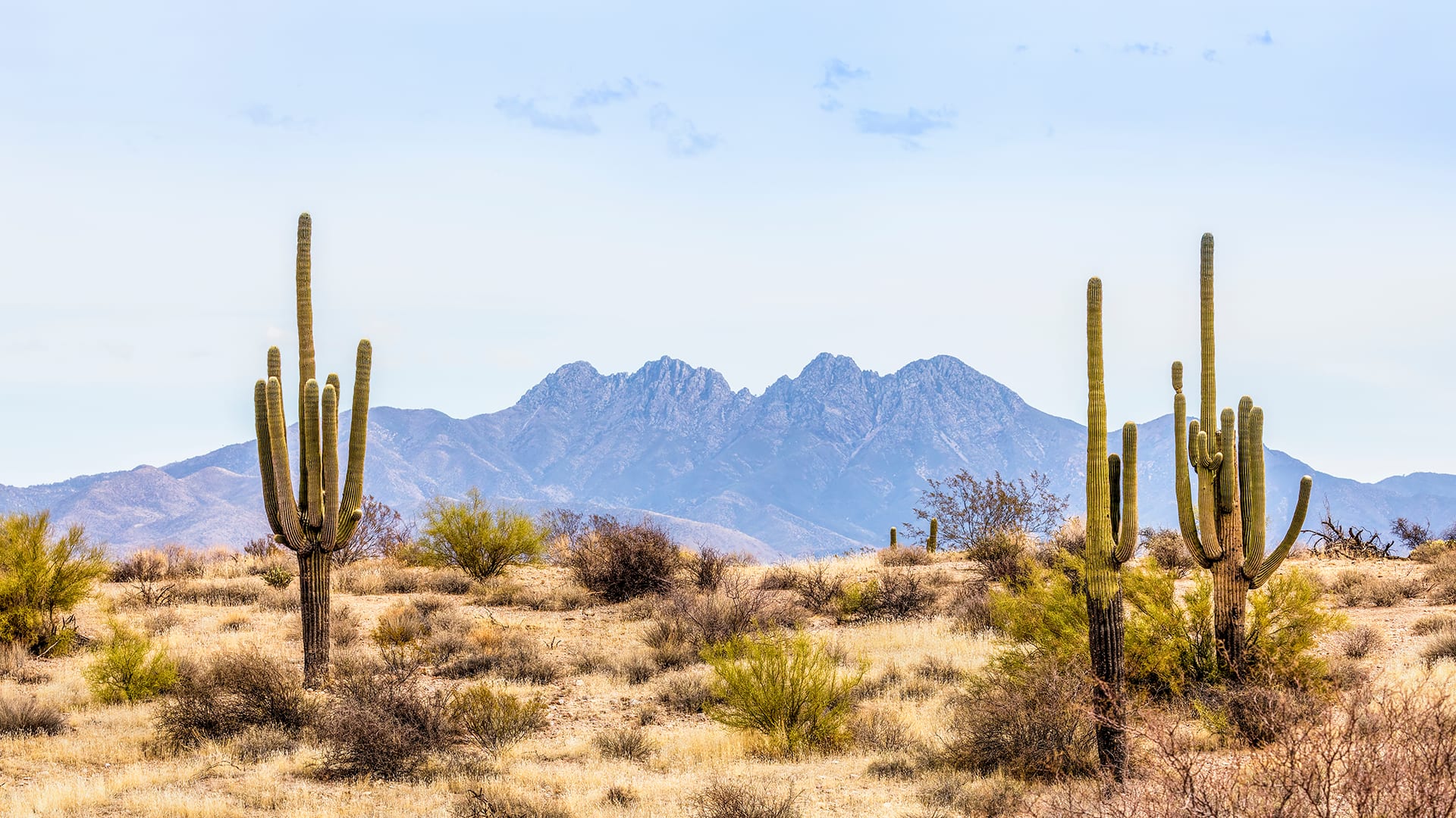 Should You Water A Cactus