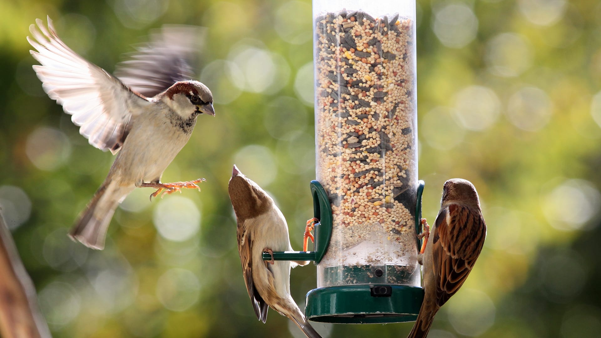 How Could You Get More Birds To Visit A Bird Feeder