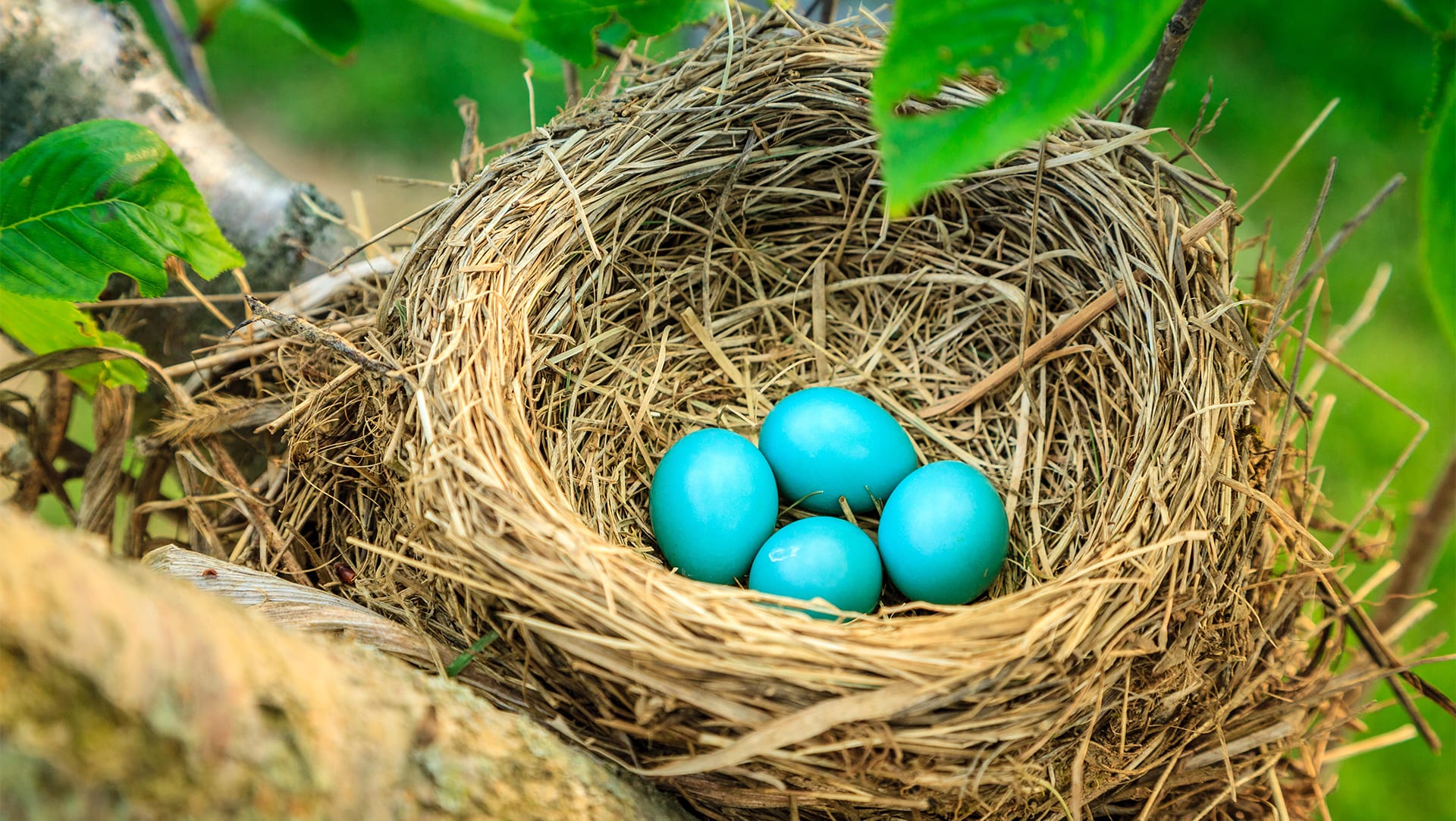 Why do birds lay eggs in the spring?