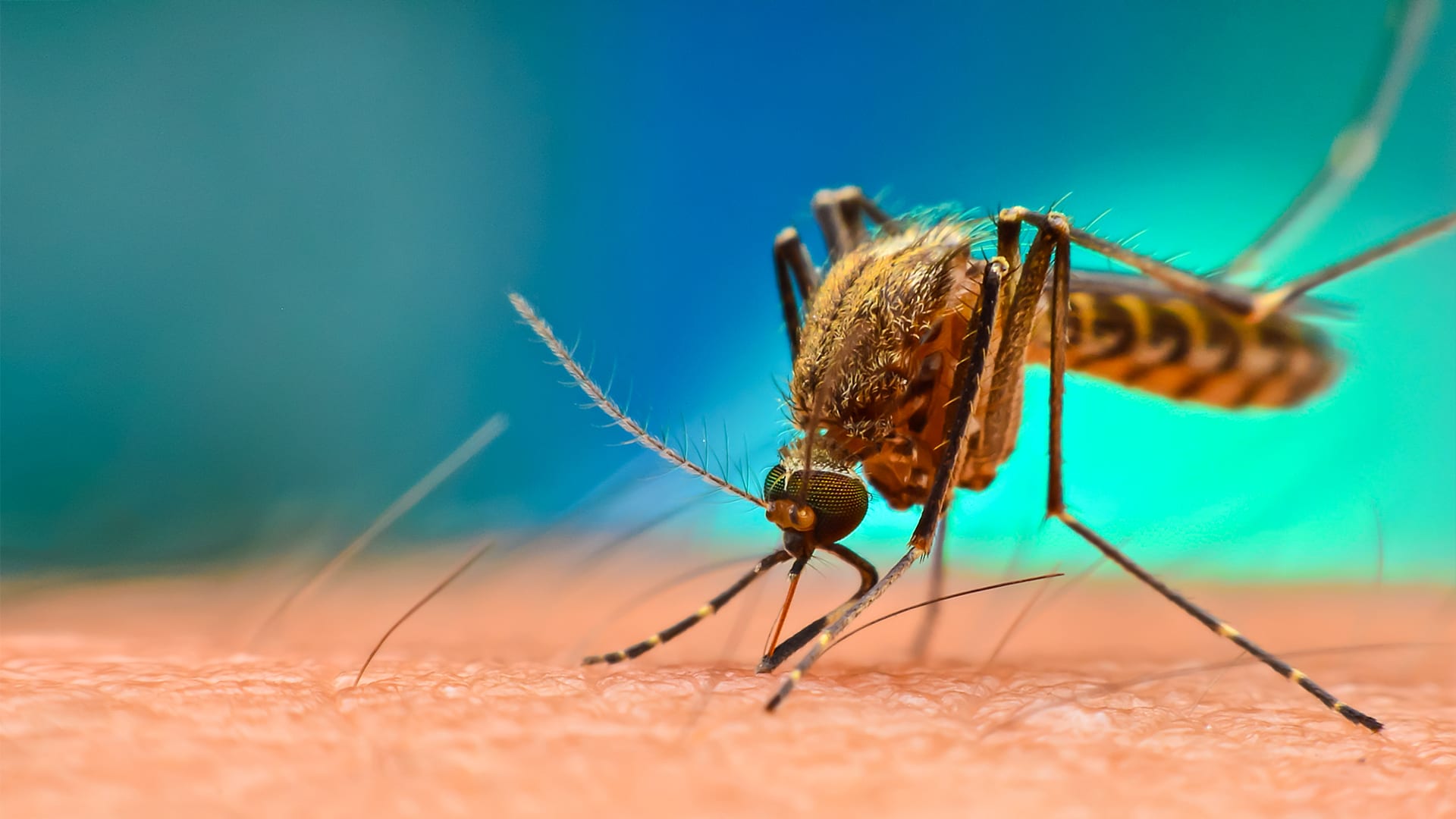 what's good to kill mosquitoes