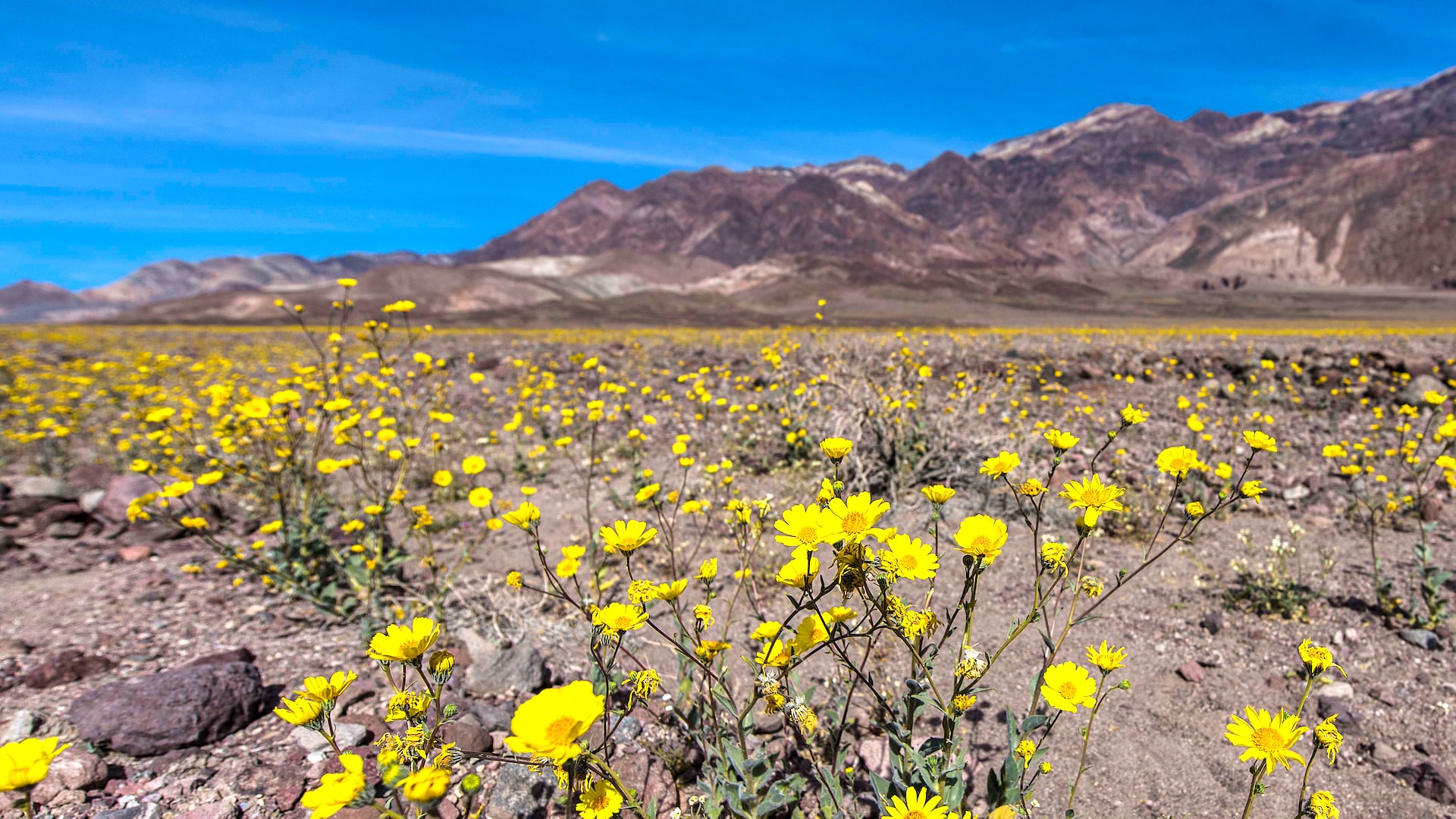 Superbloom