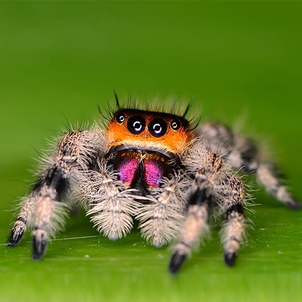 What is the biggest spider in the world?