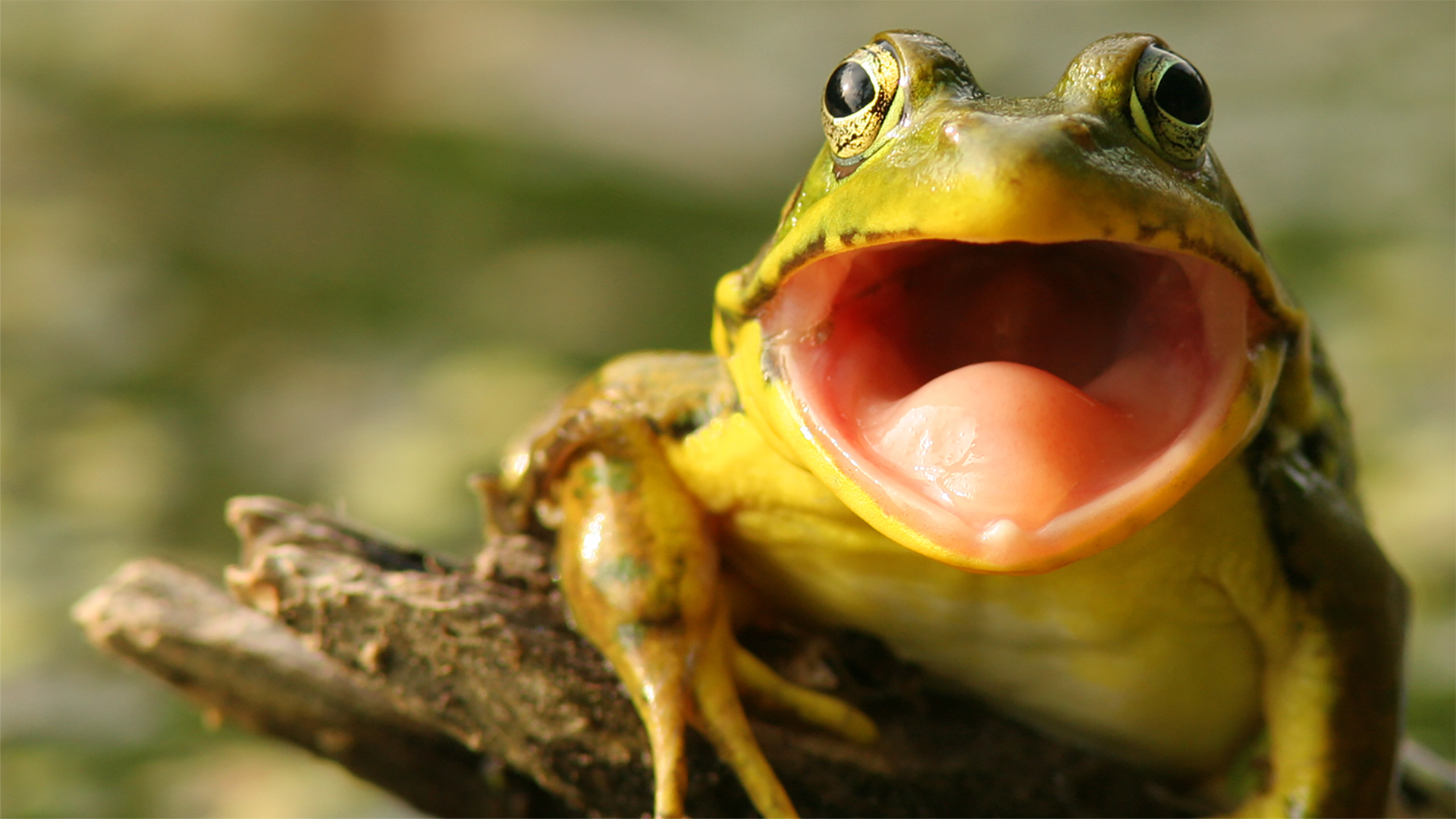 Why do frogs say "ribbit"?