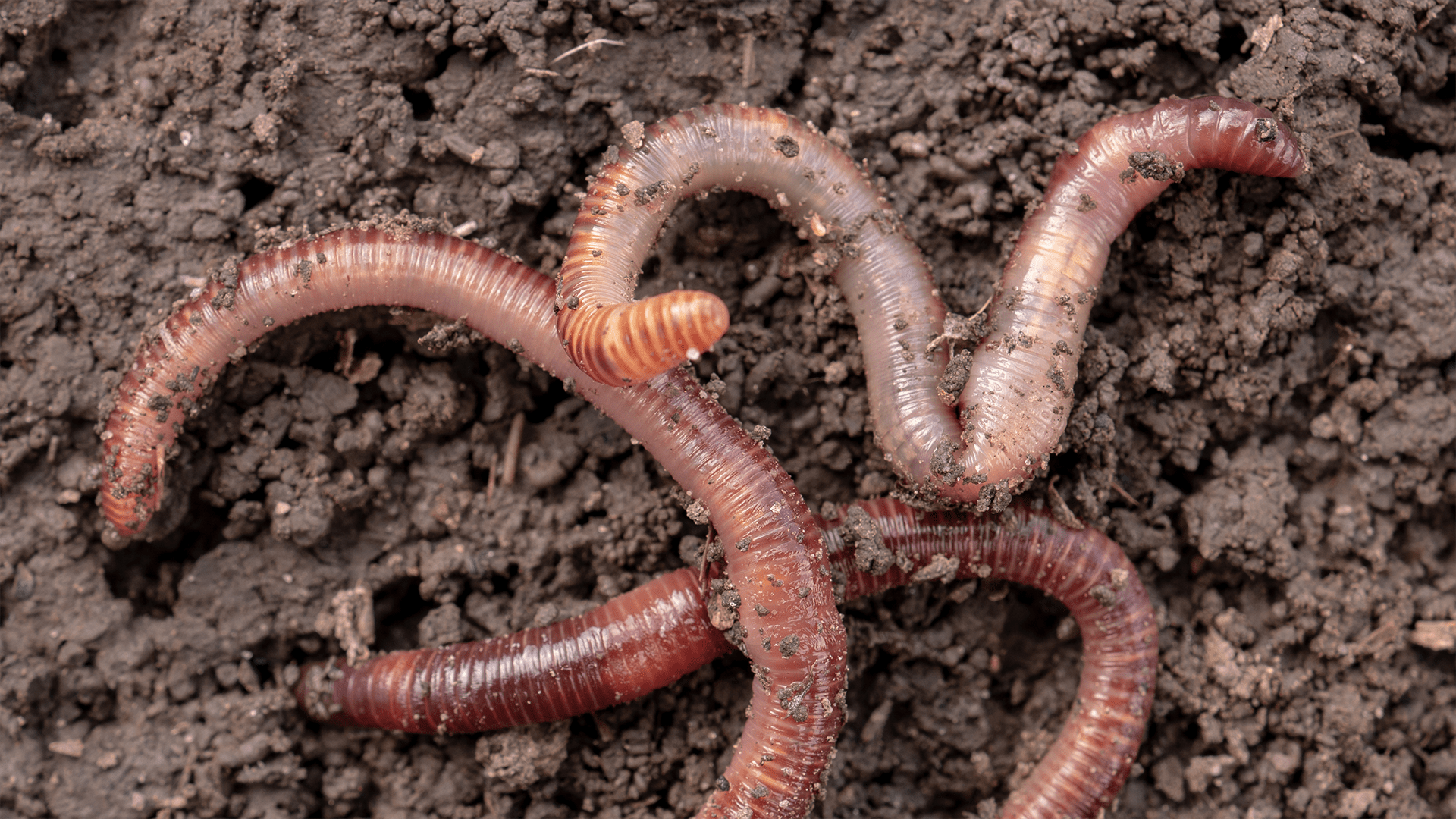 Do Worms Really Eat Dirt