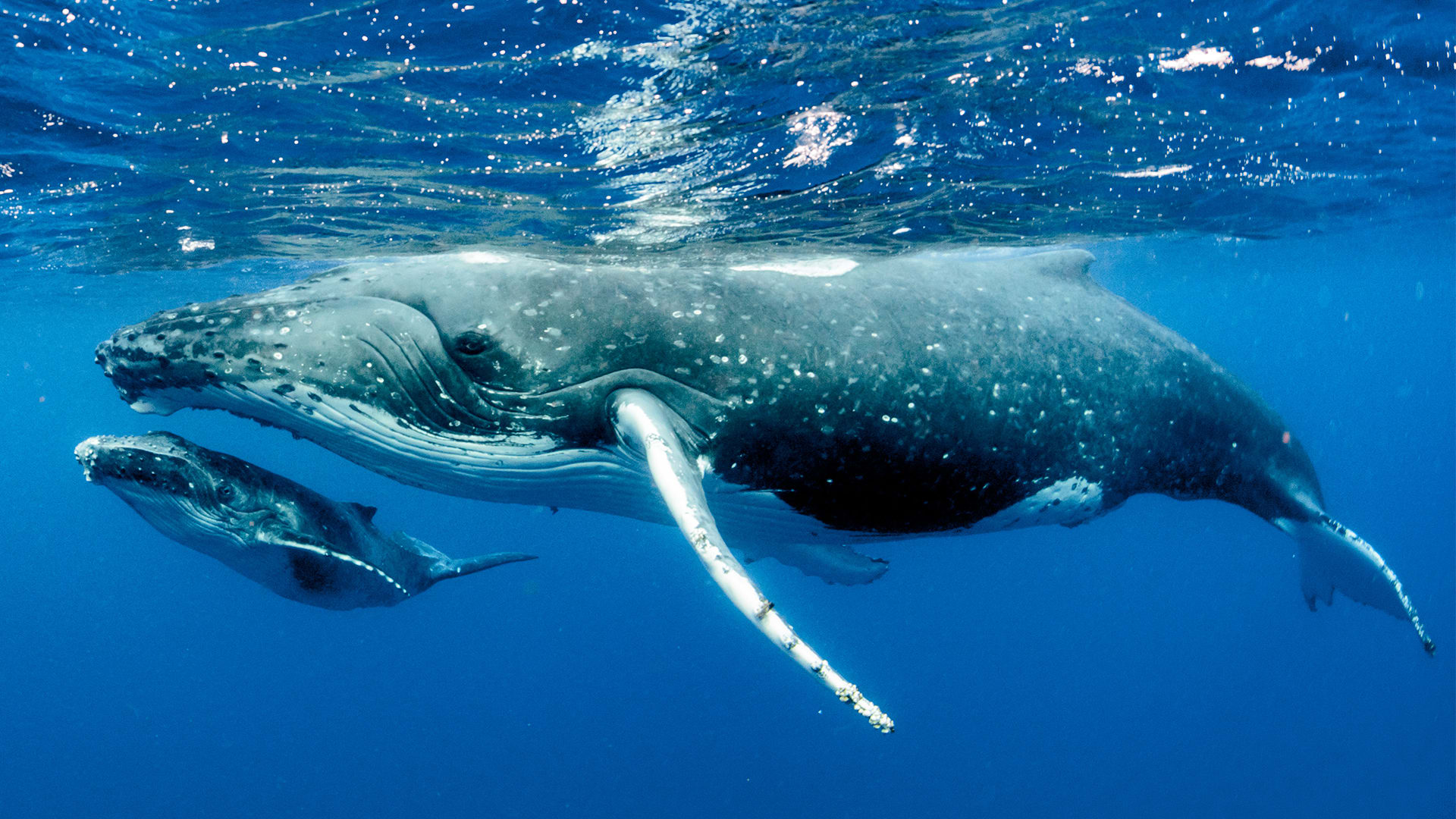 Where can you find whales in a desert?