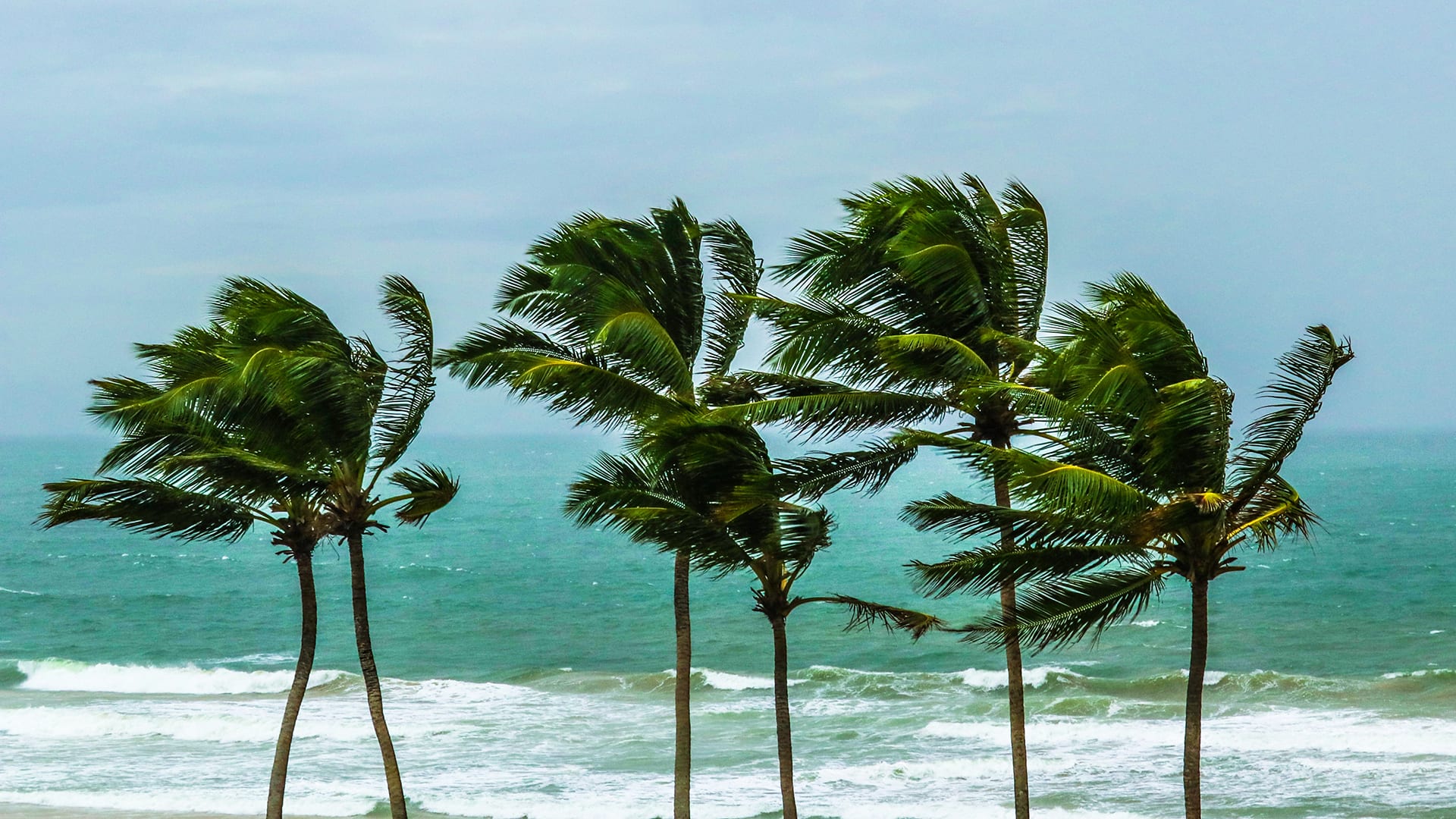 why-don-t-trees-blow-down-in-the-wind