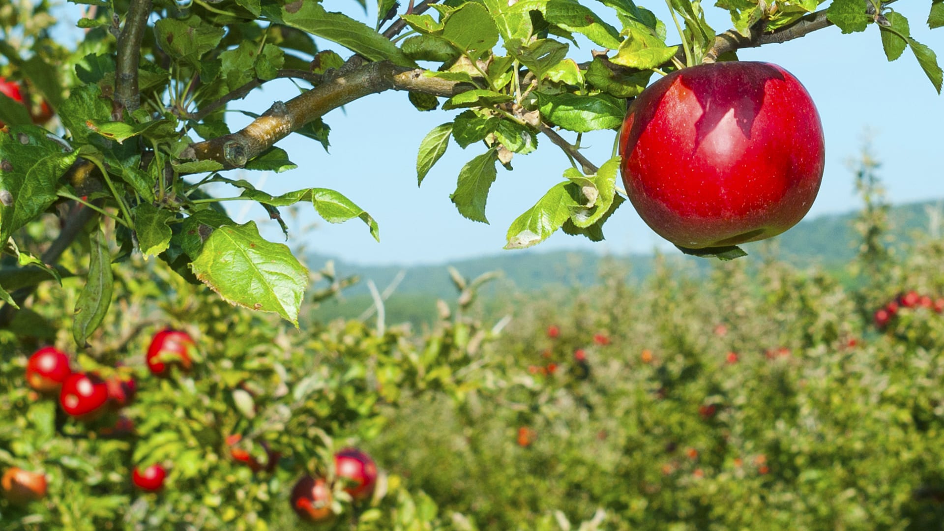 What's the biggest apple in the world?