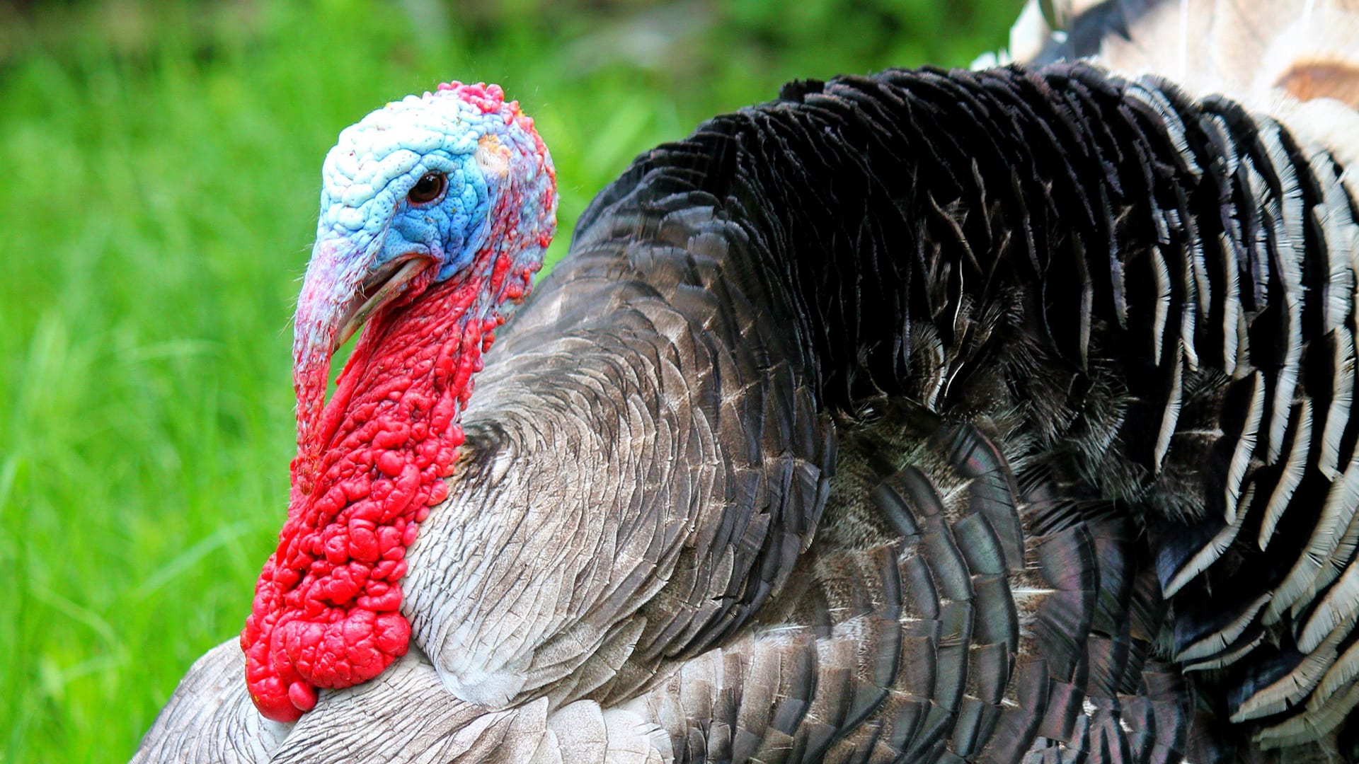 what-s-that-red-thing-on-a-turkey