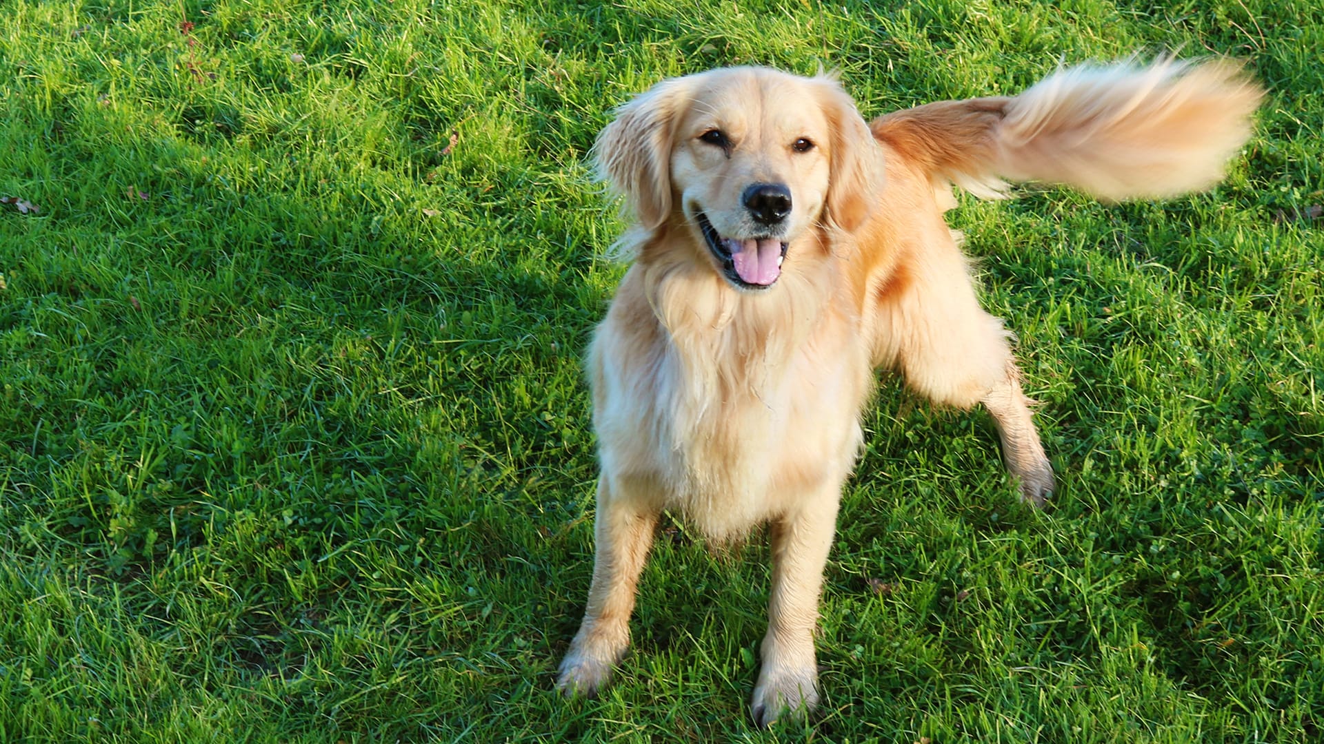 Why Do Dogs Wag Their Tails