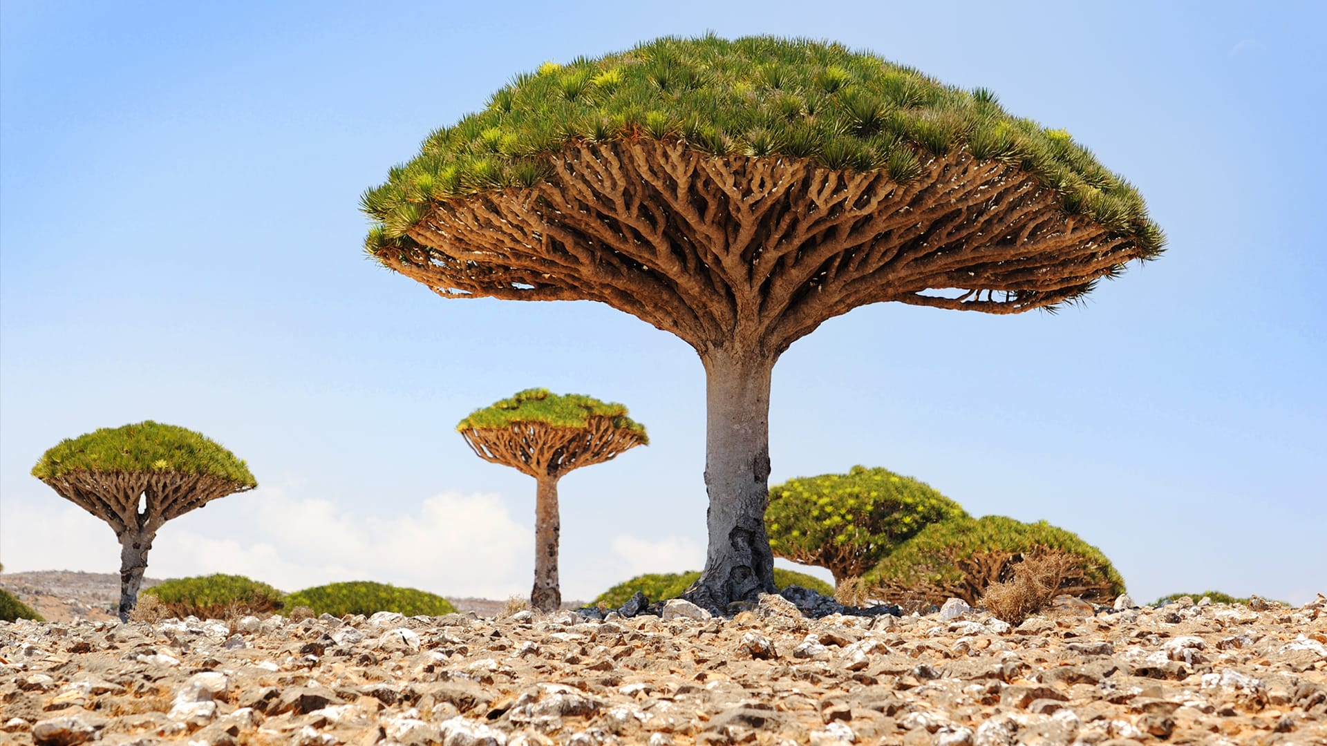 Why don't the same trees grow everywhere?