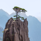 How did a tree travel halfway around the world?