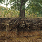 Do plants eat dirt?