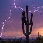 Should you water a cactus?