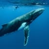 Where can you find whales in a desert?