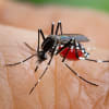 What's the best way to get rid of mosquitoes?
