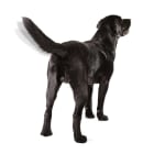 Why do dogs wag their tails?