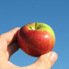 Why are some apples red and some green?