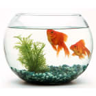 Why do you have to clean a fish tank but not a pond?