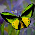 Why are butterflies so colorful?