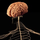 How does your brain control your body?
