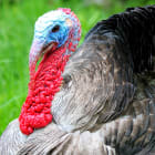 What's that red thing on a turkey?