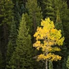 Where do plants grow best?