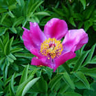 Why do plants grow flowers?