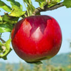 What's the biggest apple in the world?