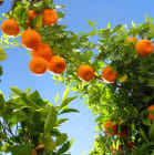 Why do plants give us fruit?