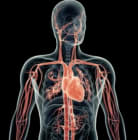 How does your heart pump blood?
