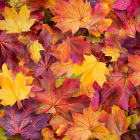 Why do leaves change color in the fall?