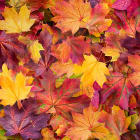 fall leaves