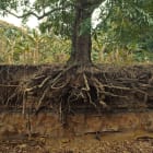 Do plants eat dirt?