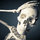 What would happen if you didn't have a skull?