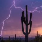Should you water a cactus?