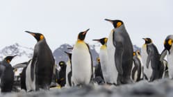 Why do penguins have wings if they can’t fly?
