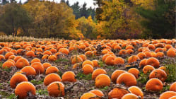 Why are pumpkins so popular every fall?