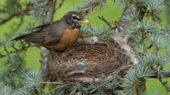 Why do birds lay eggs in the spring?