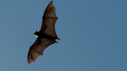 Do bats really drink blood?