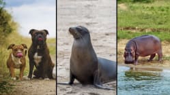 Can animals get a sunburn?