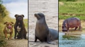Can animals get a sunburn?