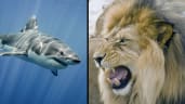 What is the most dangerous animal in the world?