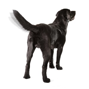 Why Do Dogs Wag Their Tails