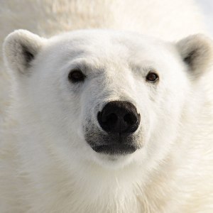 Why Are Polar Bears White